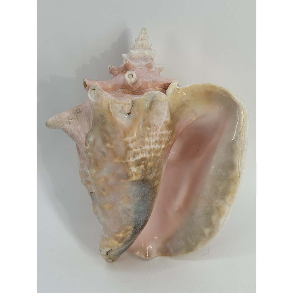 Vintage Natural Pink Queen Conch Shell Large 9" Nautical Beach Decor